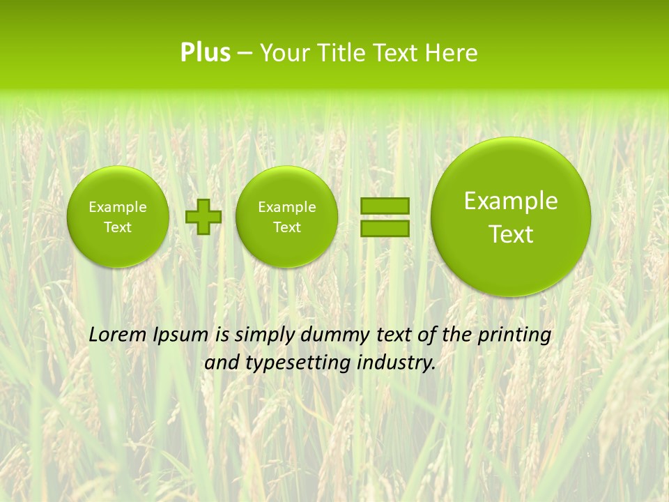 Rice Paddy PowerPoint Template