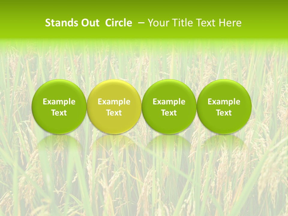 Rice Paddy PowerPoint Template