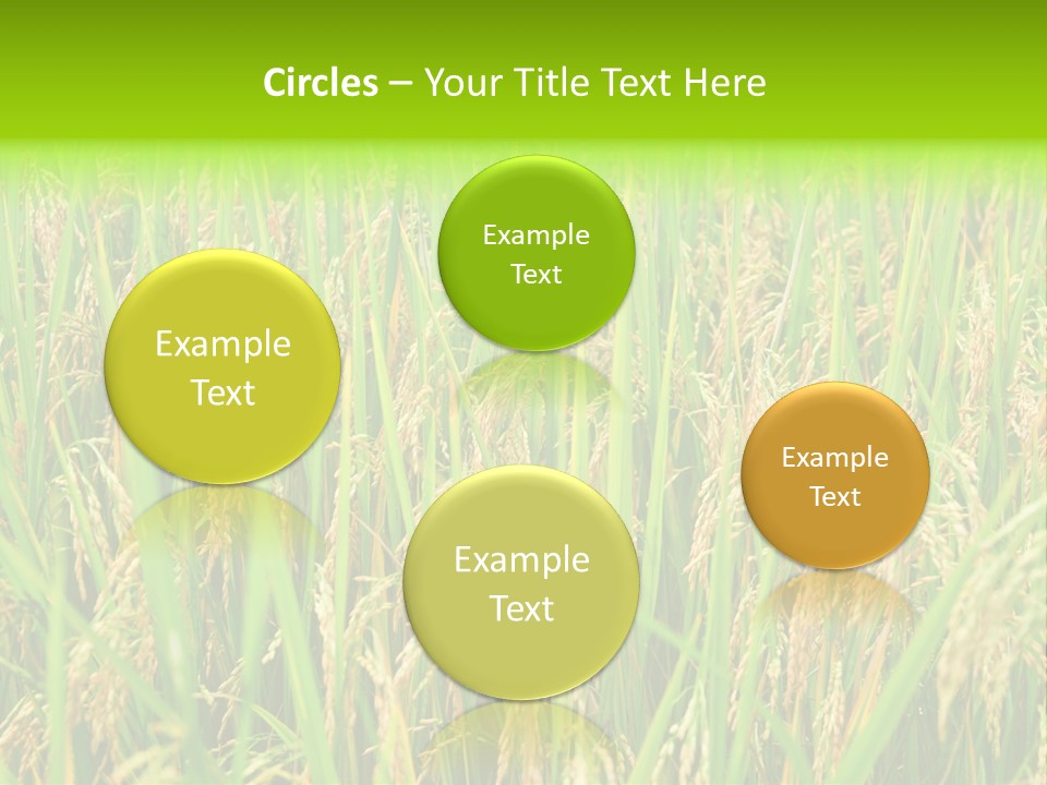 Rice Paddy PowerPoint Template