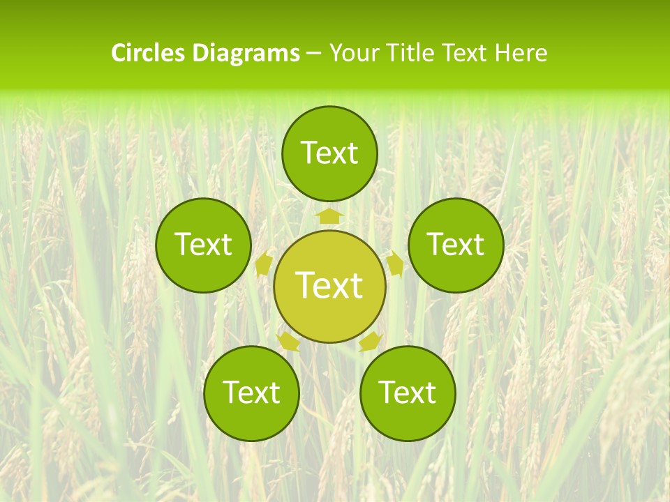 Rice Paddy PowerPoint Template