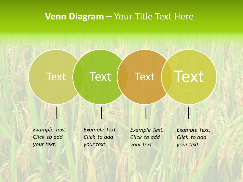 Rice Paddy PowerPoint Template