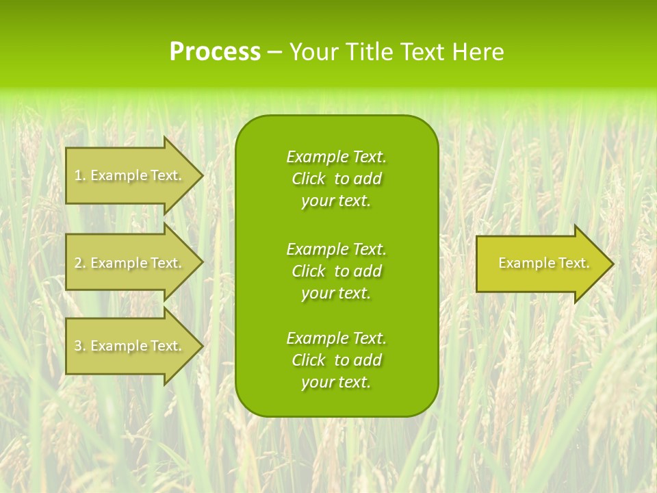 Rice Paddy PowerPoint Template