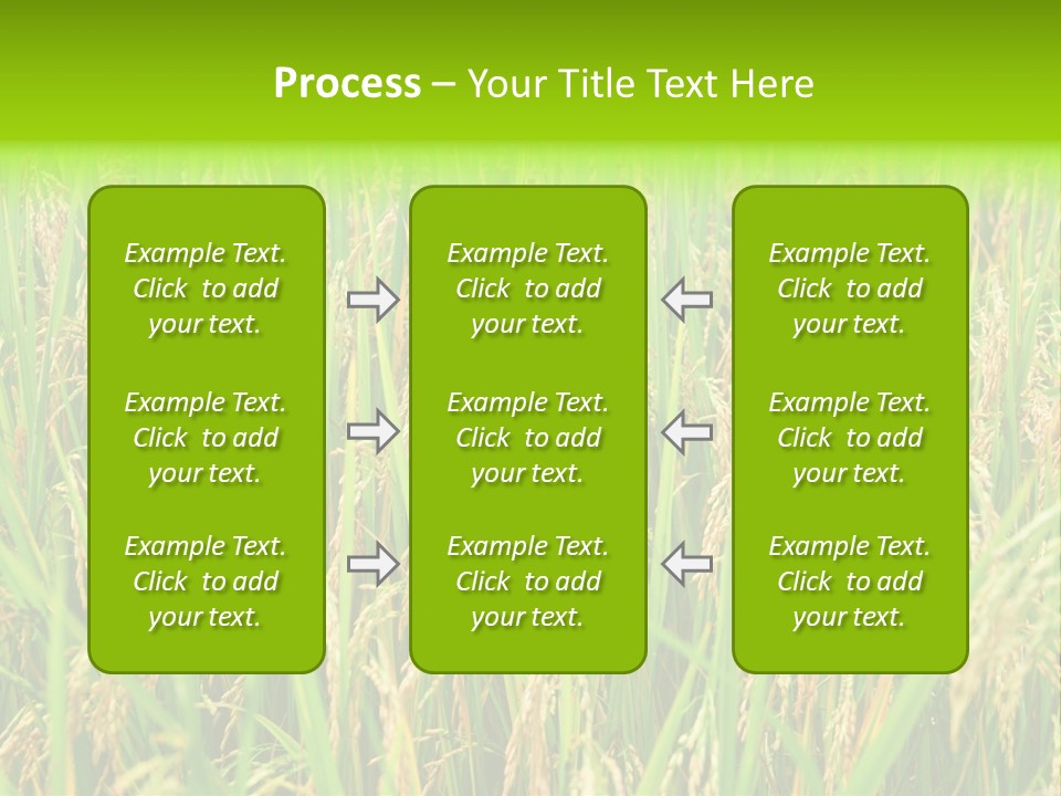 Rice Paddy PowerPoint Template