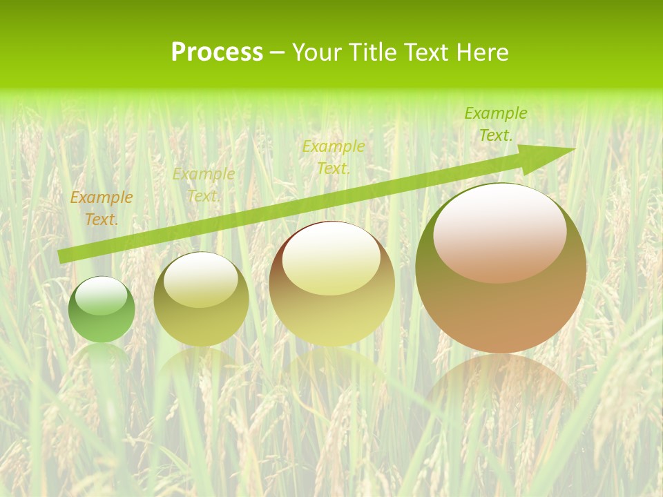 Rice Paddy PowerPoint Template