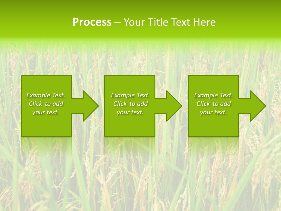 Rice Paddy PowerPoint Template