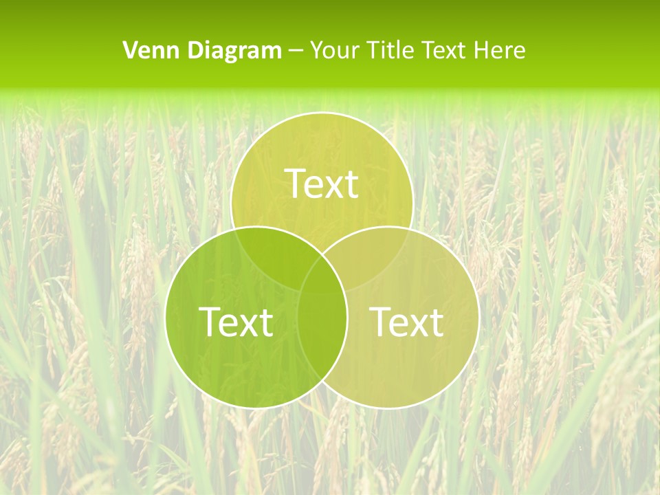 Rice Paddy PowerPoint Template