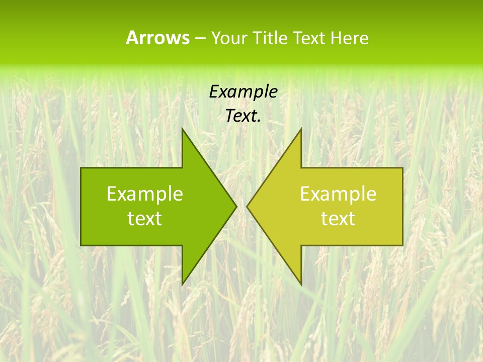 Rice Paddy PowerPoint Template