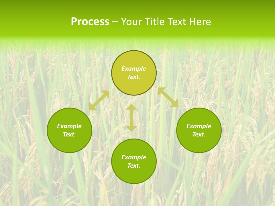 Rice Paddy PowerPoint Template