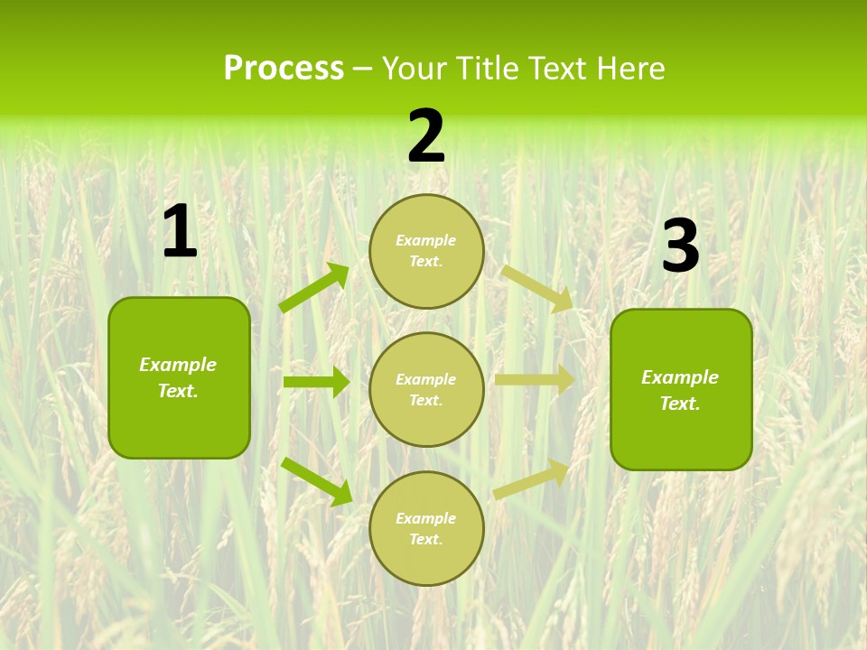 Rice Paddy PowerPoint Template