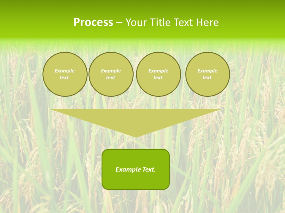 Rice Paddy PowerPoint Template