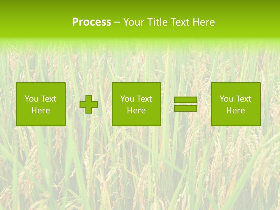 Rice Paddy PowerPoint Template
