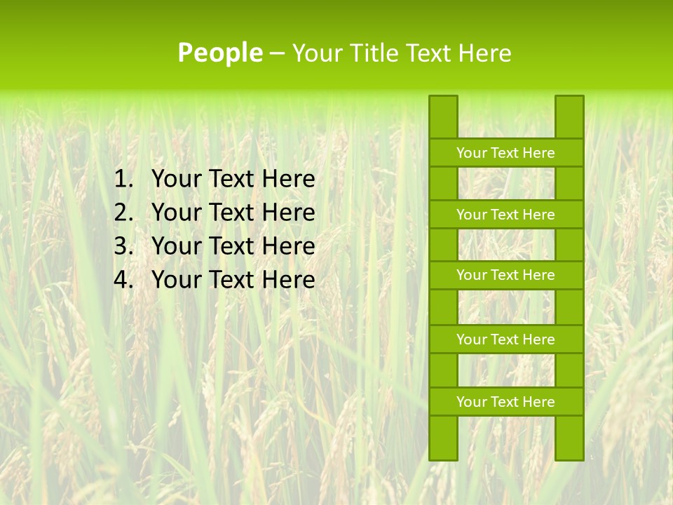 Rice Paddy PowerPoint Template