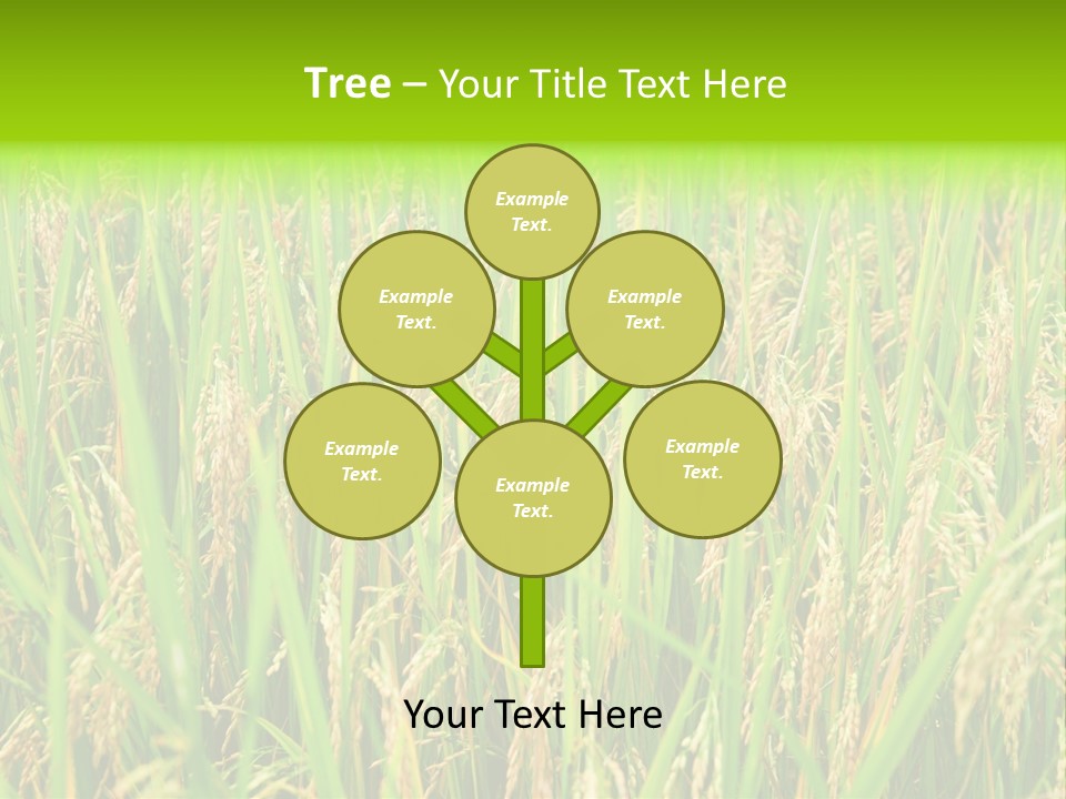 Rice Paddy PowerPoint Template
