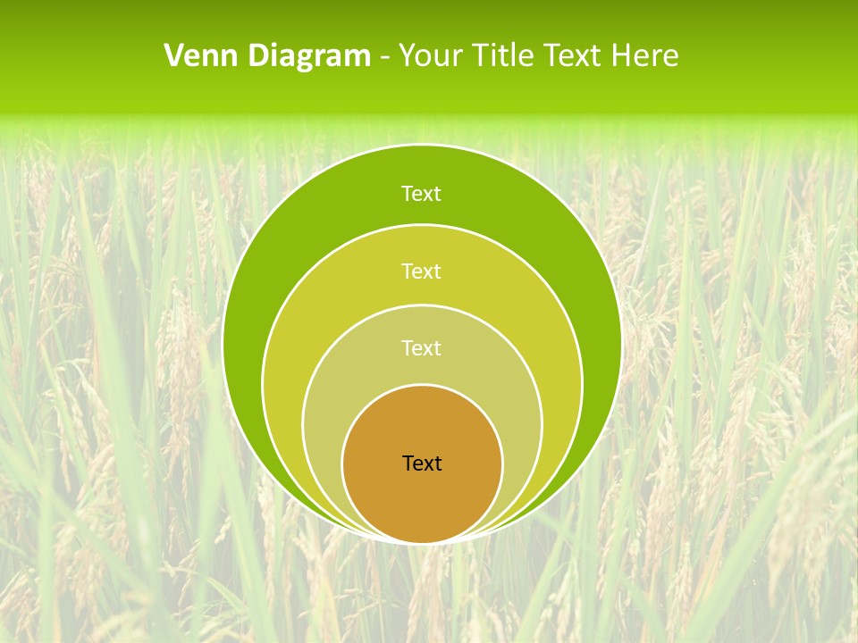 Rice Paddy PowerPoint Template