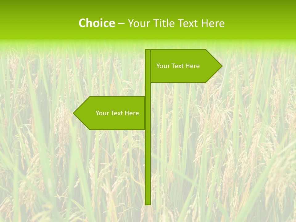 Rice Paddy PowerPoint Template