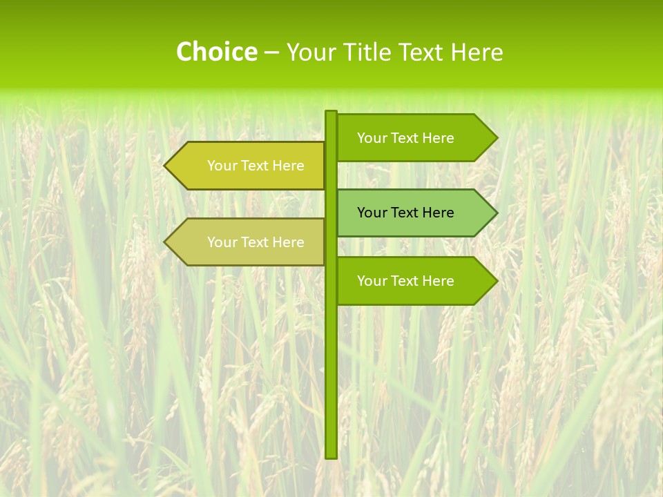 Rice Paddy PowerPoint Template