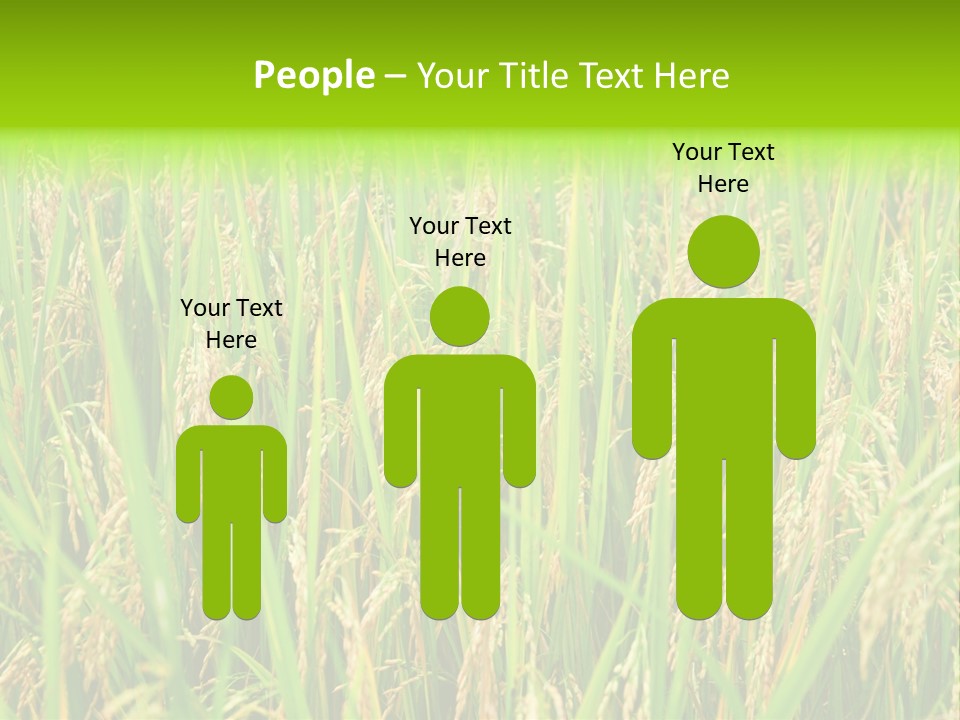 Rice Paddy PowerPoint Template