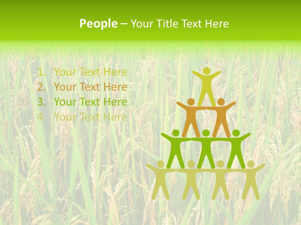 Rice Paddy PowerPoint Template