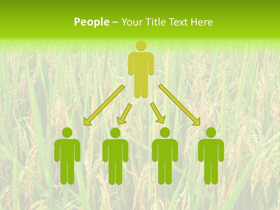 Rice Paddy PowerPoint Template