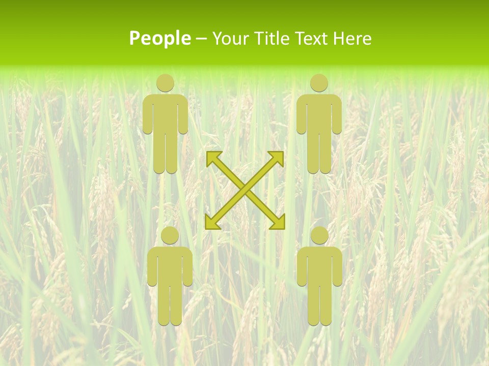 Rice Paddy PowerPoint Template