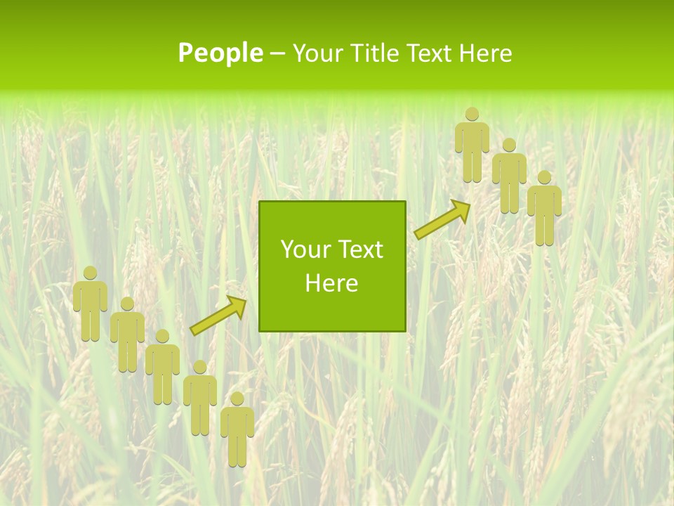 Rice Paddy PowerPoint Template