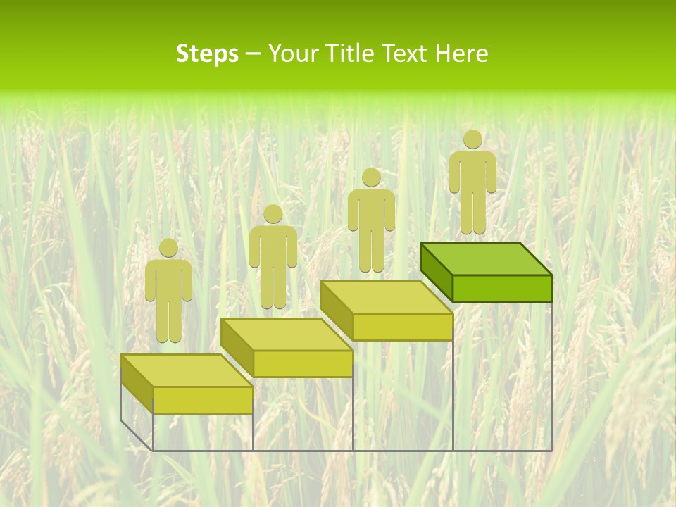 Rice Paddy PowerPoint Template