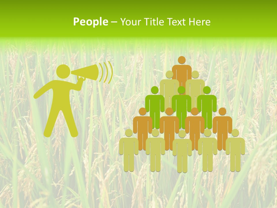 Rice Paddy PowerPoint Template