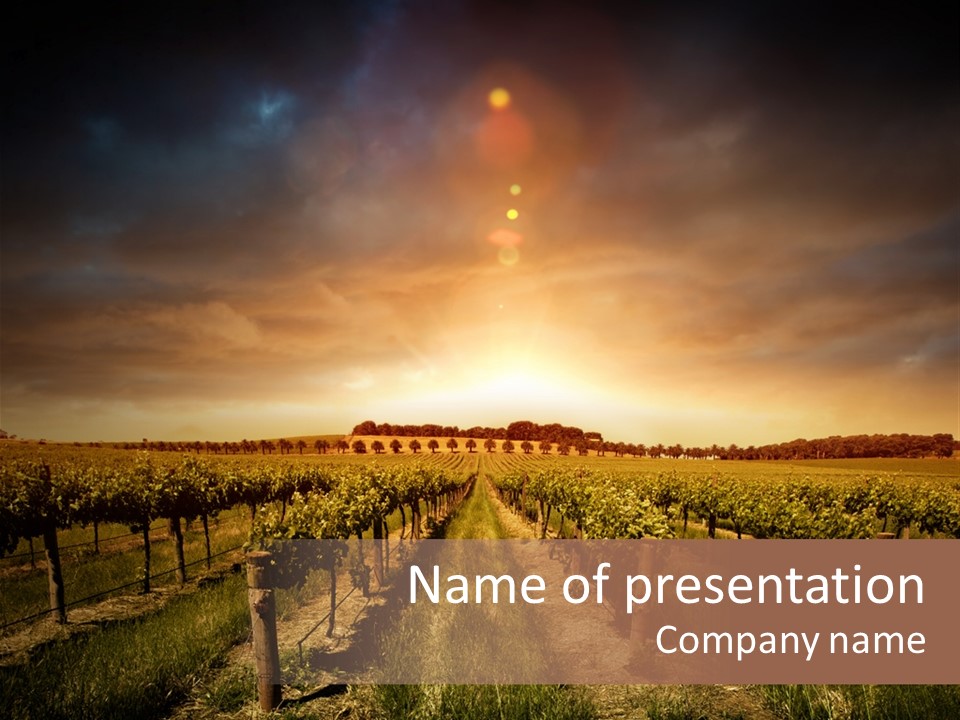 Vineyard PowerPoint Template