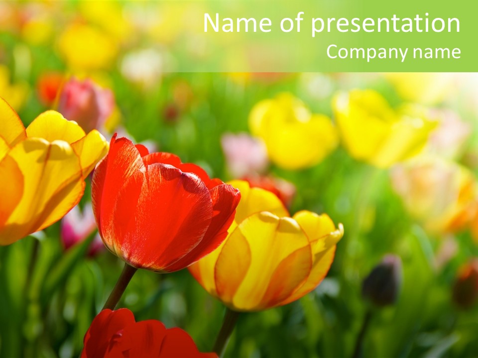 Flowers Tulips PowerPoint Template