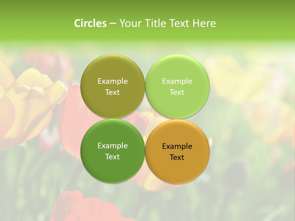 Flowers Tulips PowerPoint Template
