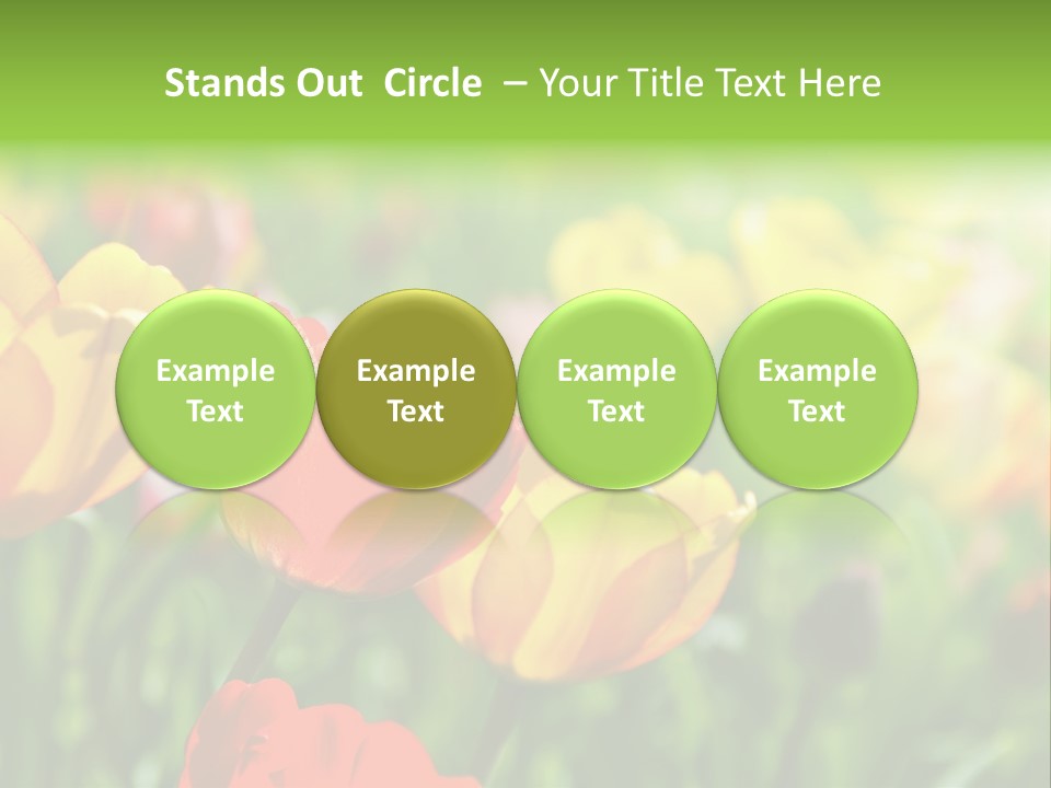 Flowers Tulips PowerPoint Template