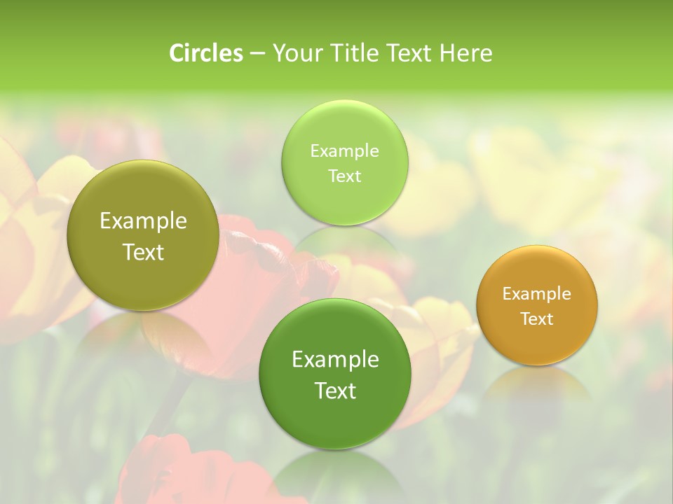 Flowers Tulips PowerPoint Template