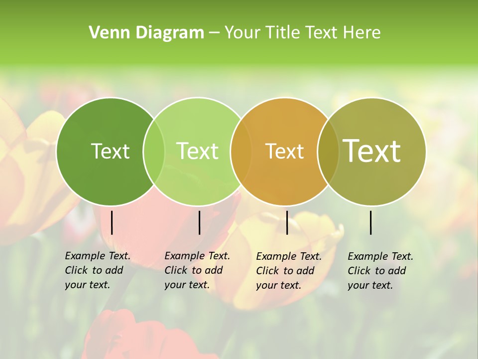 Flowers Tulips PowerPoint Template