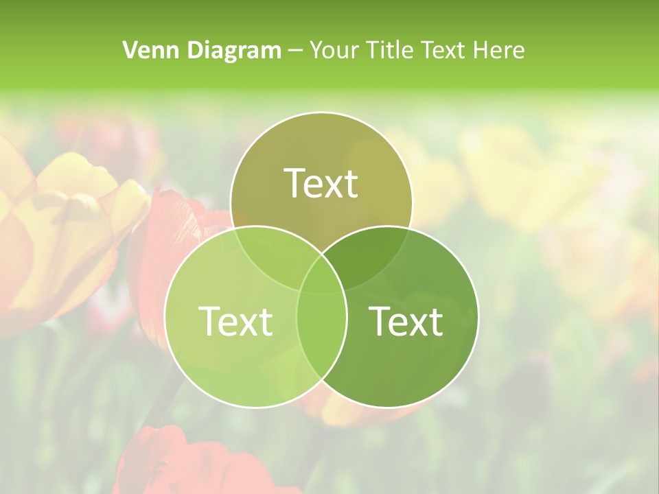 Flowers Tulips PowerPoint Template
