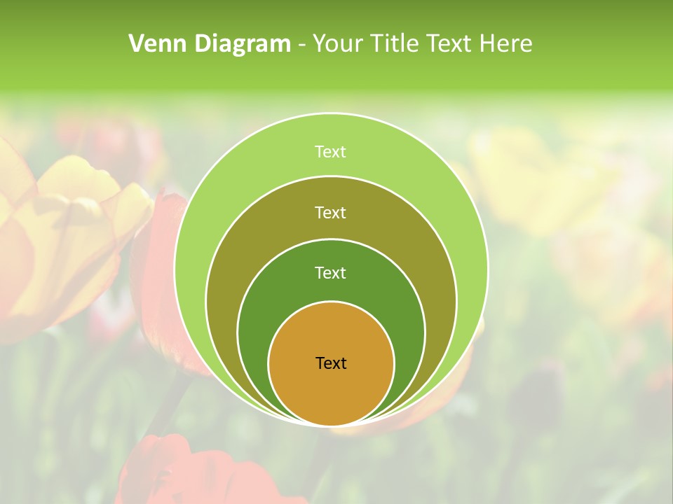 Flowers Tulips PowerPoint Template