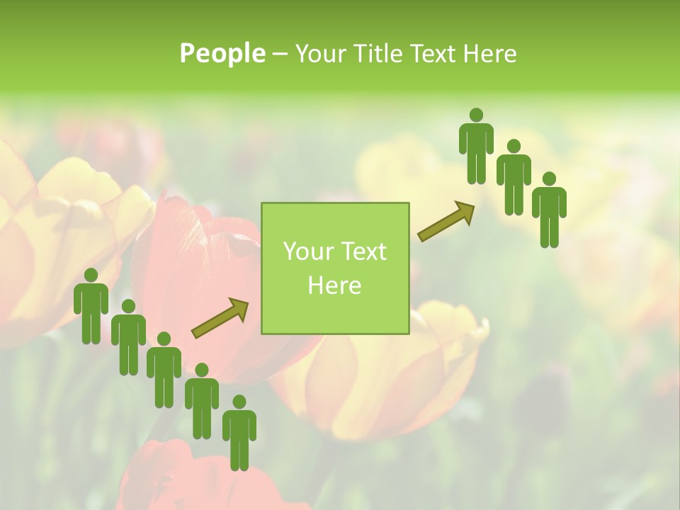 Flowers Tulips PowerPoint Template