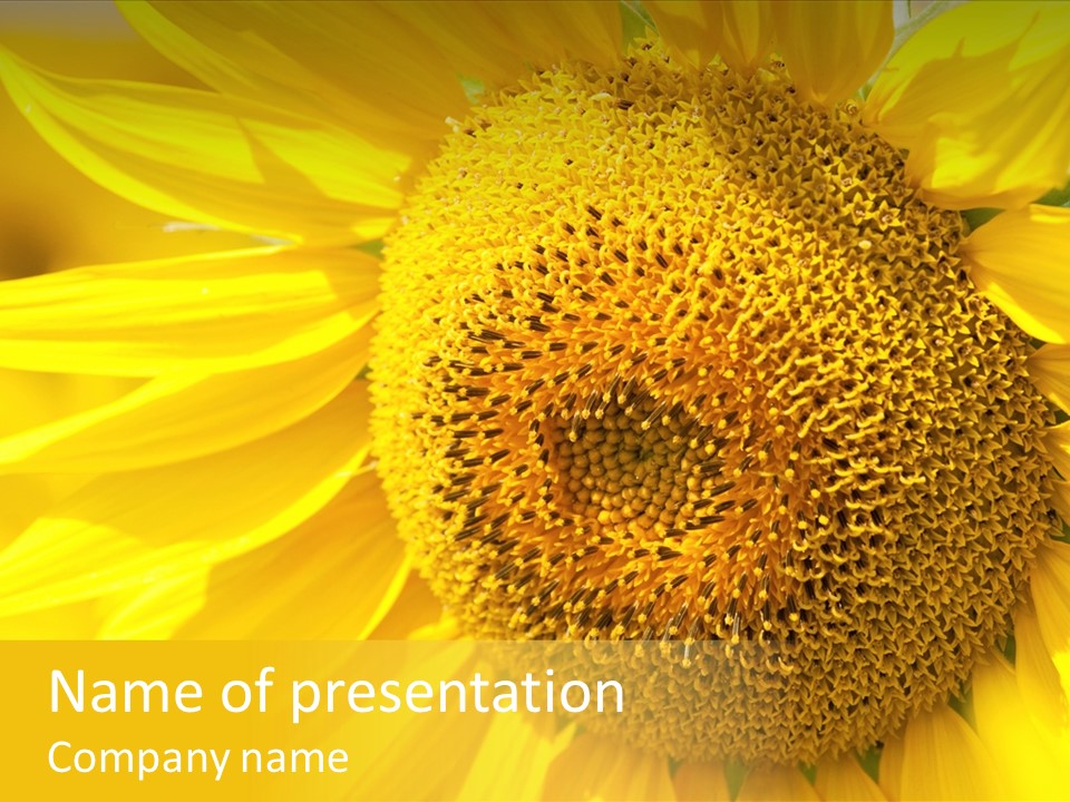 Sunflower Ladybug PowerPoint Template