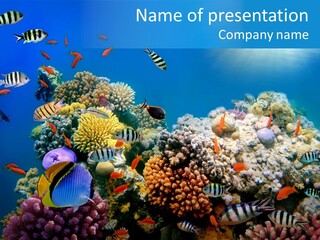 Deep Colorful Coral PowerPoint Template