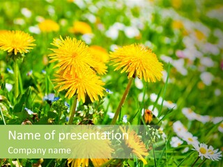 Yellow Spring Day PowerPoint Template