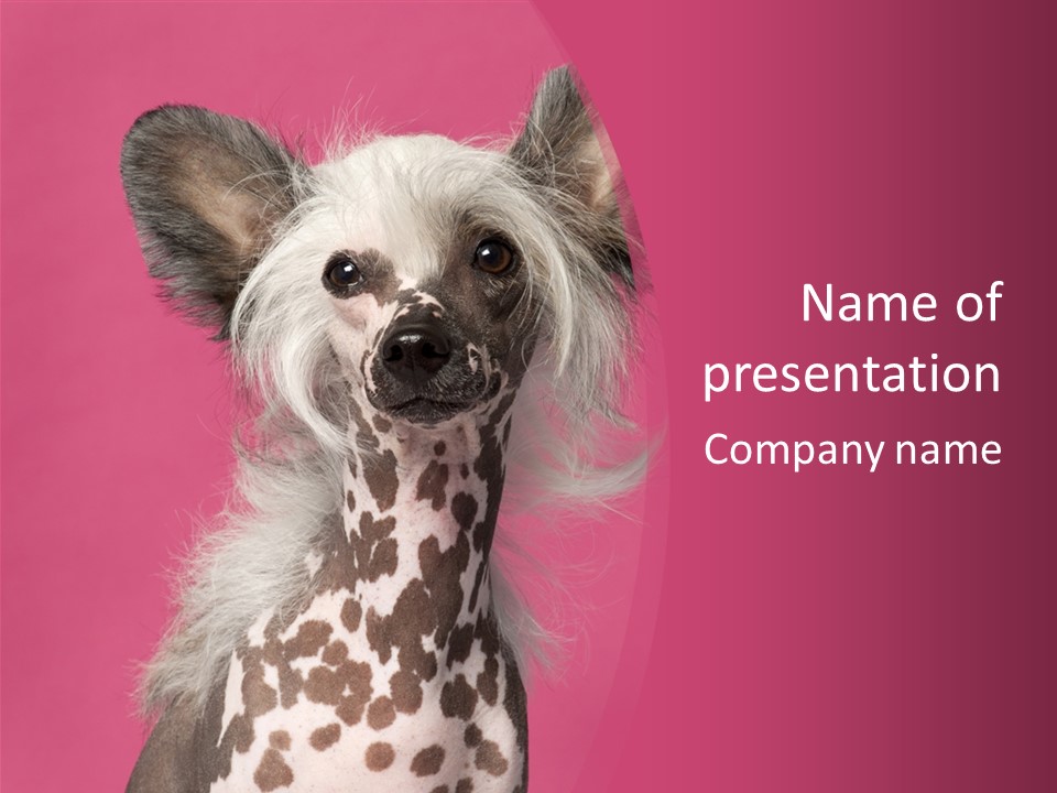Pedigreed Close Up Crested Dog PowerPoint Template