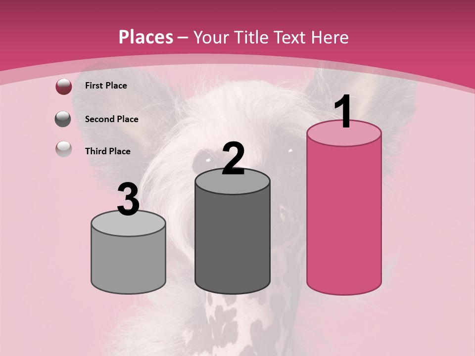 Pedigreed Close Up Crested Dog PowerPoint Template