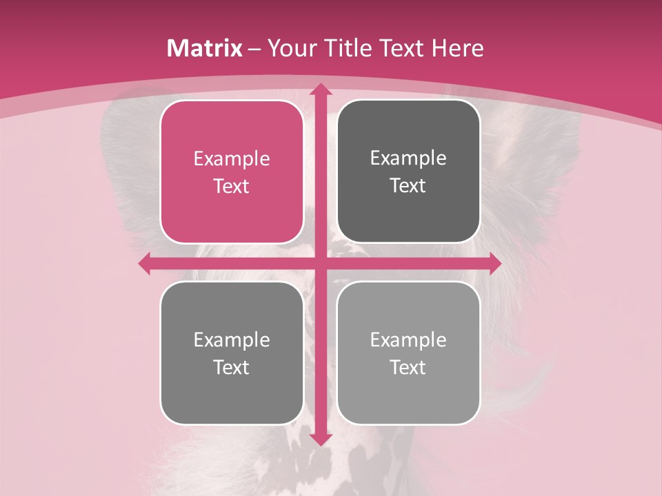 Pedigreed Close Up Crested Dog PowerPoint Template