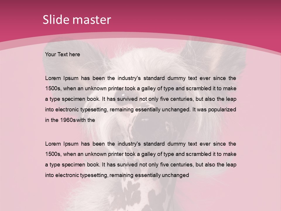 Pedigreed Close Up Crested Dog PowerPoint Template