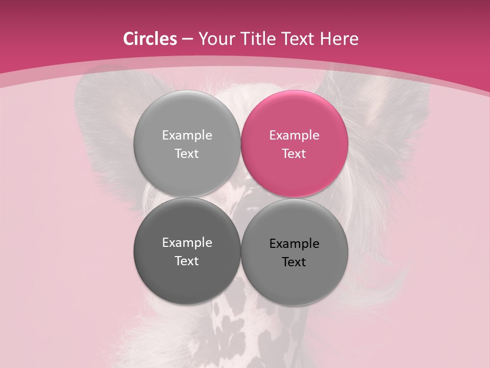 Pedigreed Close Up Crested Dog PowerPoint Template