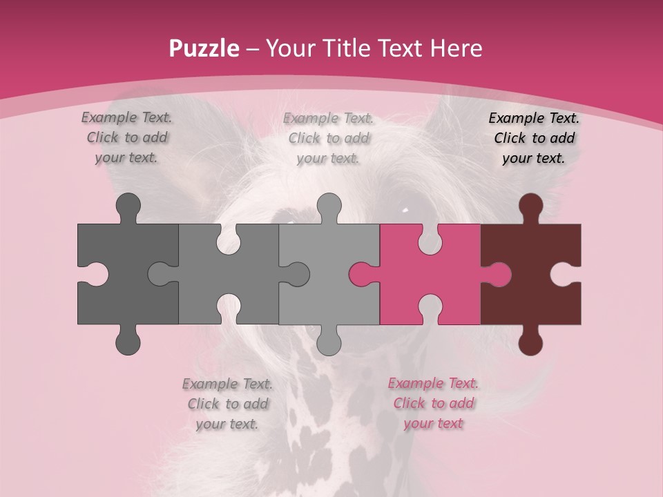 Pedigreed Close Up Crested Dog PowerPoint Template