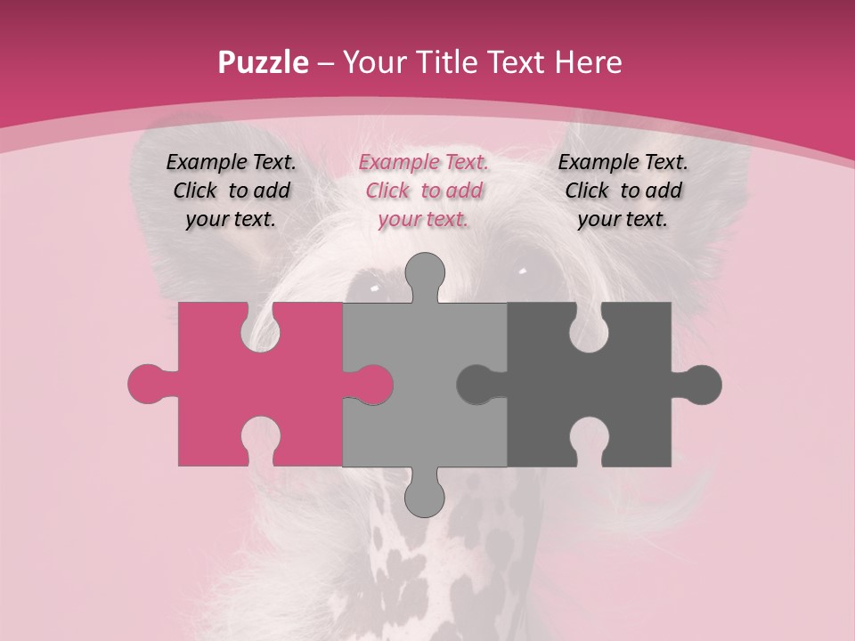 Pedigreed Close Up Crested Dog PowerPoint Template