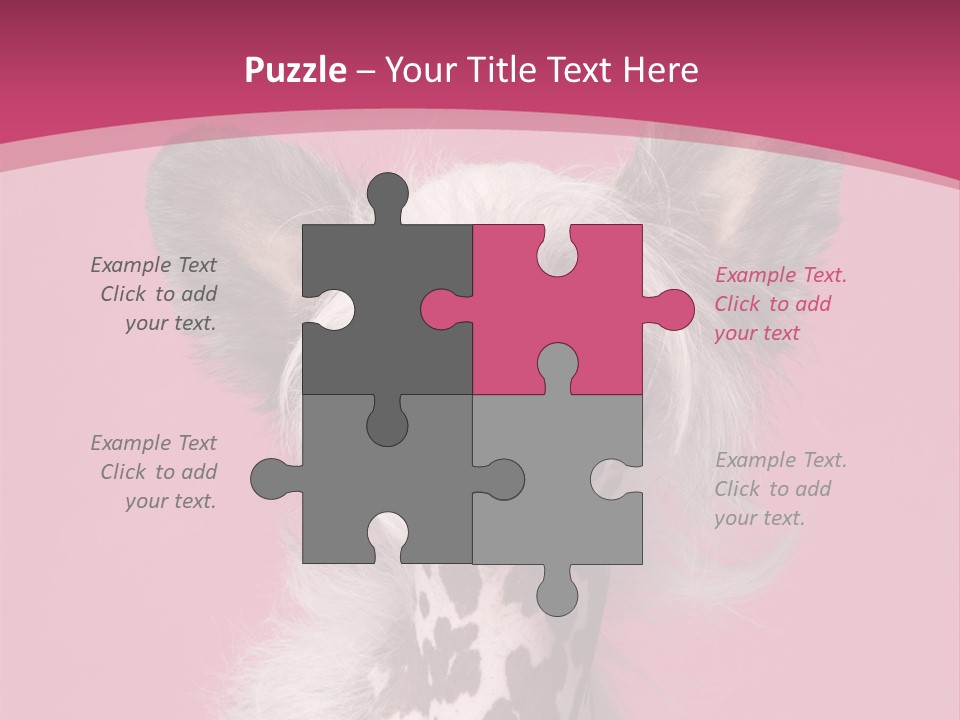Pedigreed Close Up Crested Dog PowerPoint Template