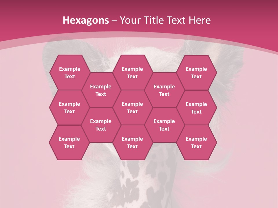 Pedigreed Close Up Crested Dog PowerPoint Template