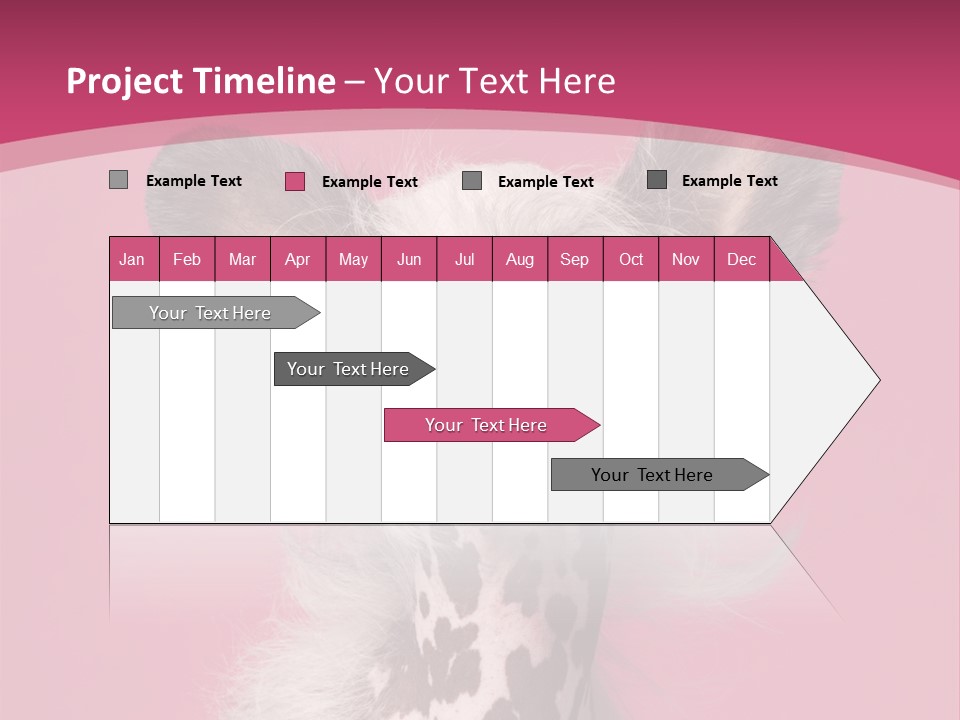 Pedigreed Close Up Crested Dog PowerPoint Template