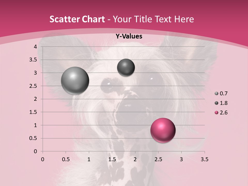 Pedigreed Close Up Crested Dog PowerPoint Template